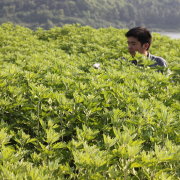 蕲春药圣贡艾蕲艾合作社